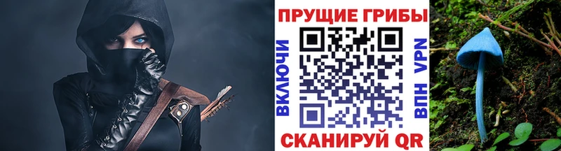 Псилоцибиновые грибы Cubensis  Багратионовск 